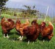 preening chickens